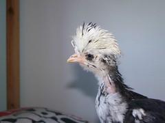 5152129126_85c0461dae_m.jpg
