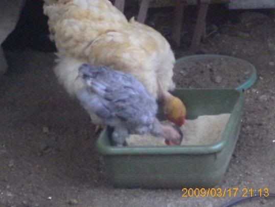 BlueChick12weeks3.jpg
