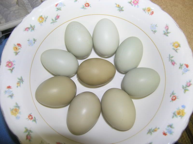 Greeneggs07.jpg