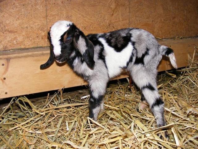 745_sevensbabies10_001_small.jpg