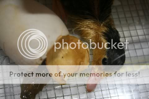 INCUBATED20DUCKLINGS20004MA19325545.jpg