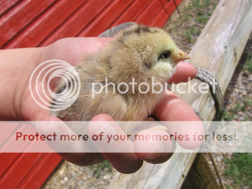 chicksandbumpyface009.jpg