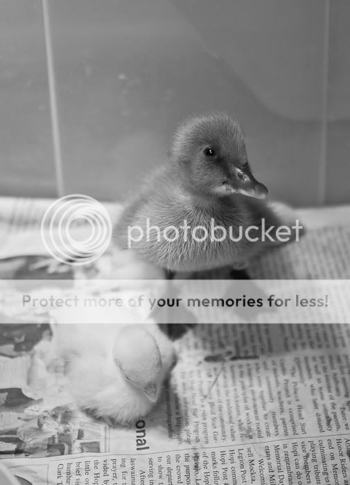 duck1-7-1.jpg