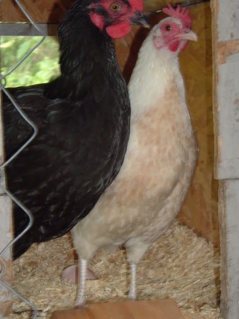 chickens023.jpg