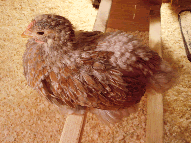 roo3.gif