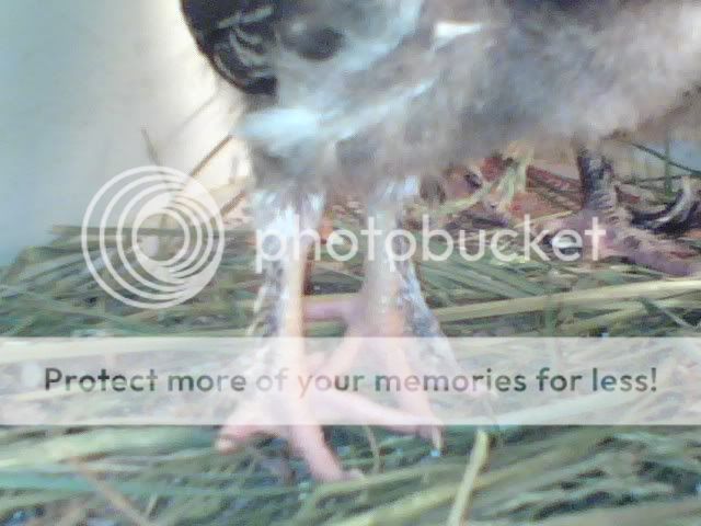 newchick3.jpg