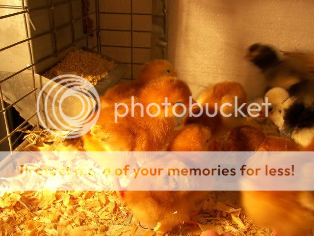 100_2085.jpg