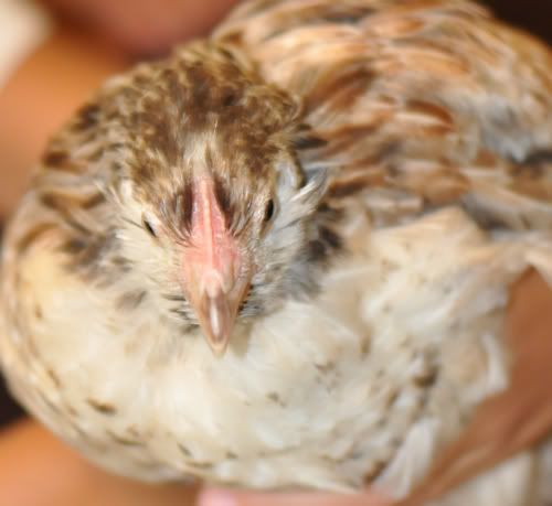 chick-8-2.jpg