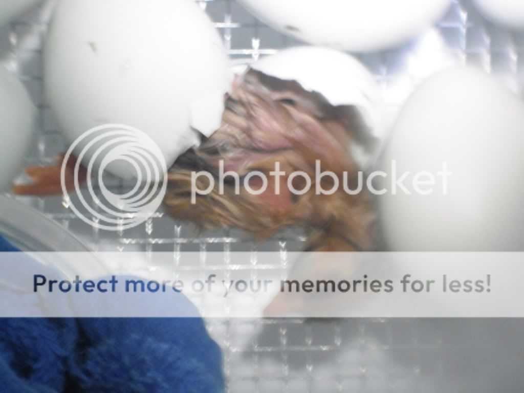 DSCF1225.jpg
