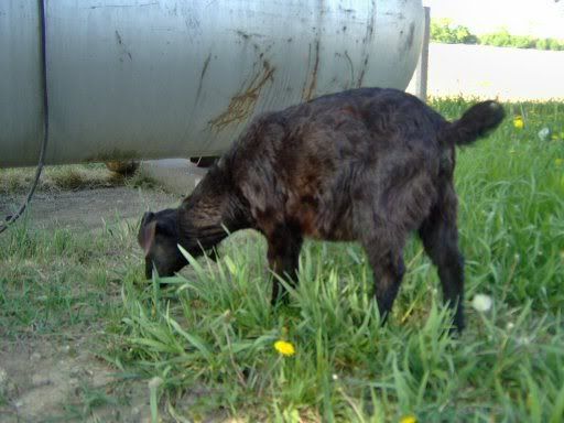 goatsandchickens10weeks015.jpg