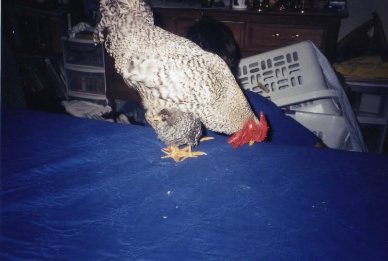 img042.jpg