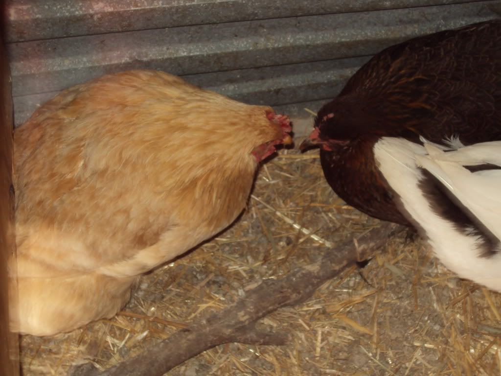 ChickPicks077.jpg
