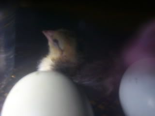Chicks2-1-08063.jpg