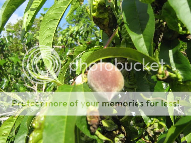 NewBackyard033.jpg