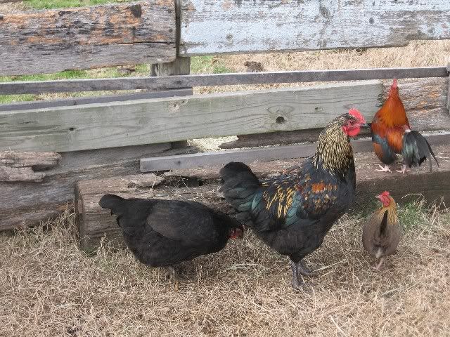 RIRxBlackAustralorp.jpg