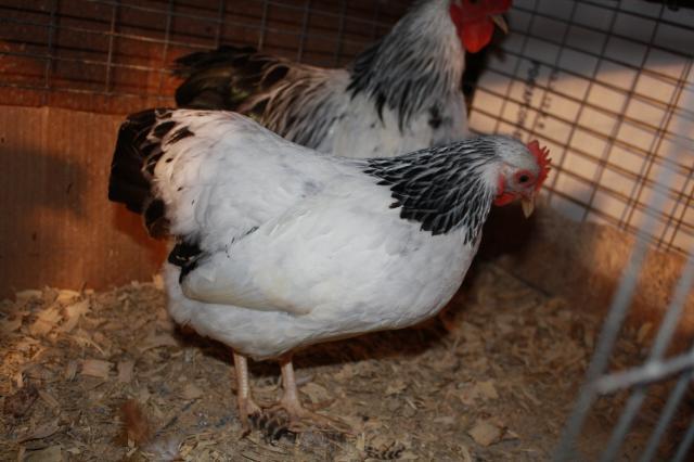 200x200px-ZC-8f09e942_12879_catdance_silkie_hatches_011.jpeg