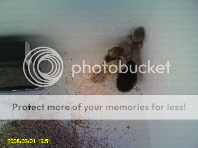 PICT0186.jpg