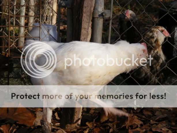 chickens120509010.jpg