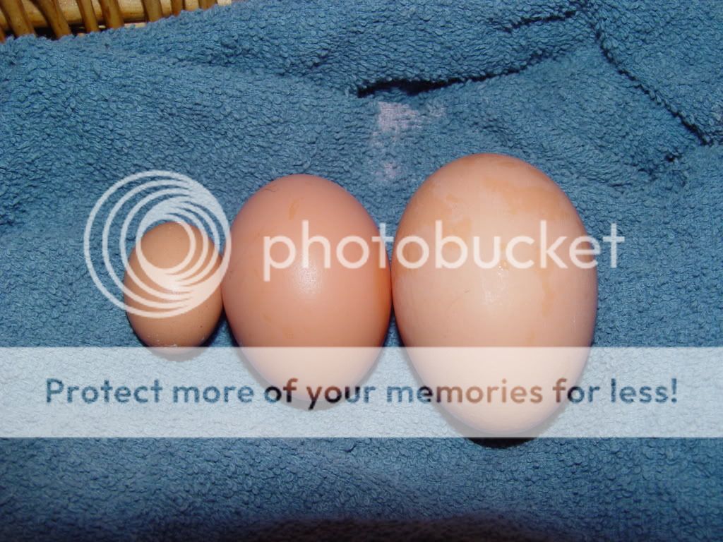 DSC01218.jpg