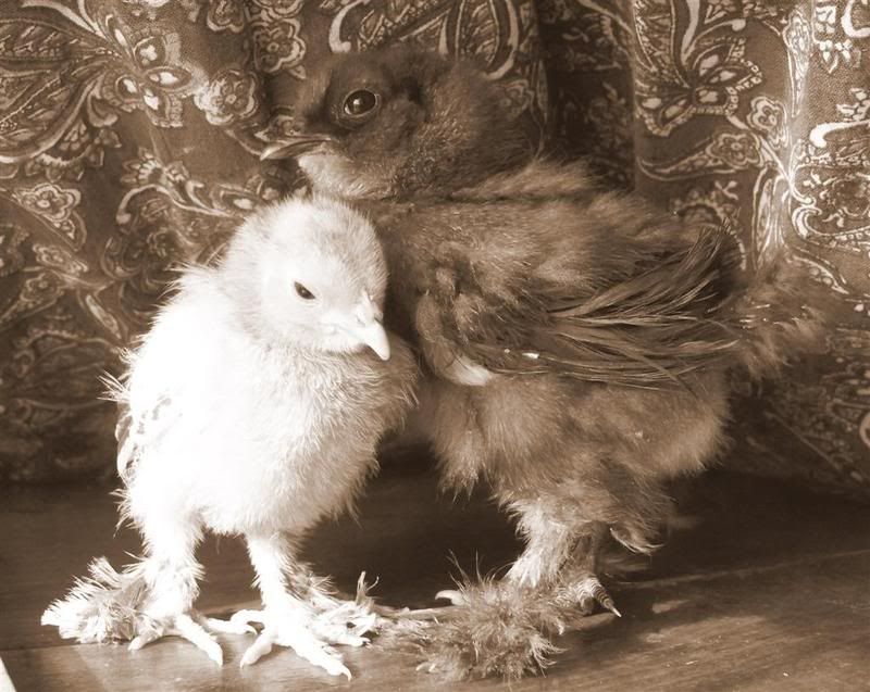 chicksLarge-1.jpg