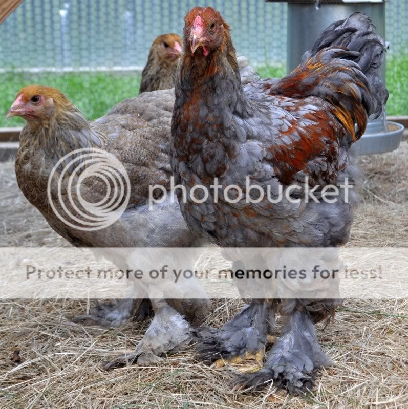 bluepartridge185.jpg