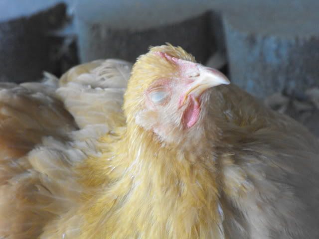 DSCF1664.jpg