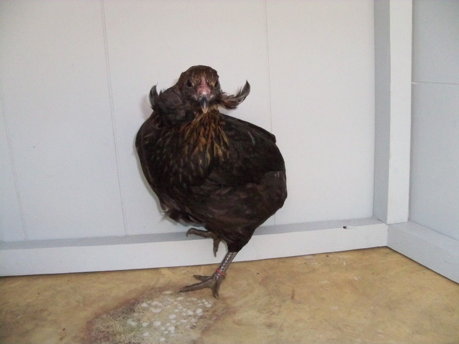 900x900px-LL-bda38821_Araucana11-21-12__18.jpeg