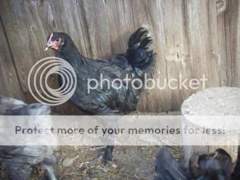 BirdsForSale009.jpg