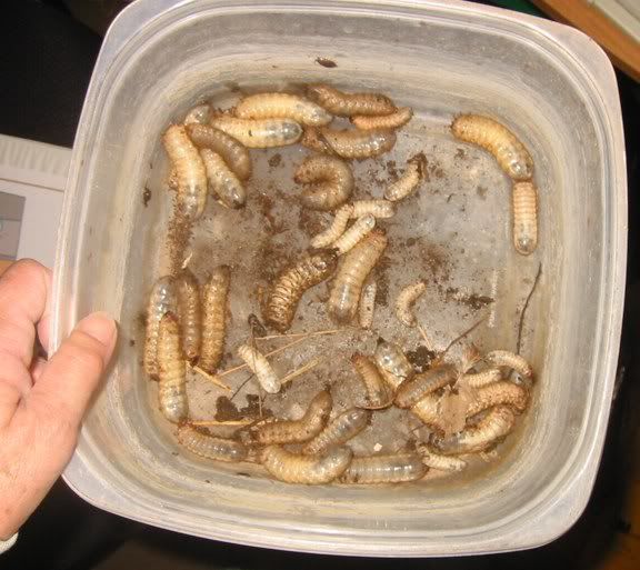 GrubsFromCompostPileemail.jpg