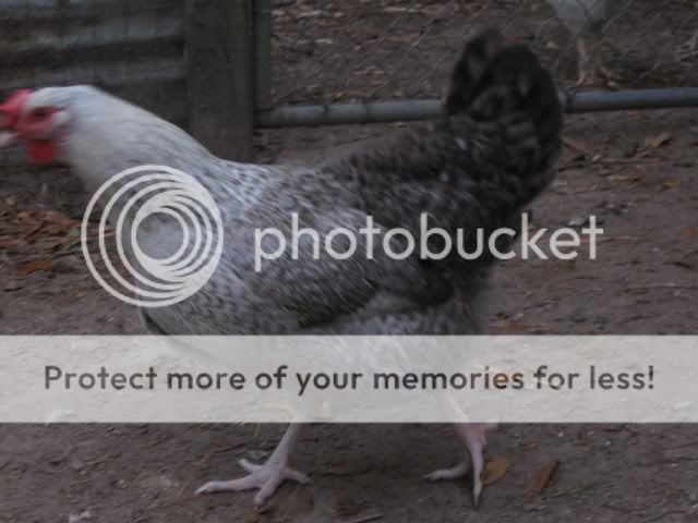 Chickinpics11mo2010049.jpg