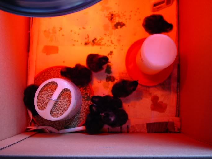 hatch016s.jpg