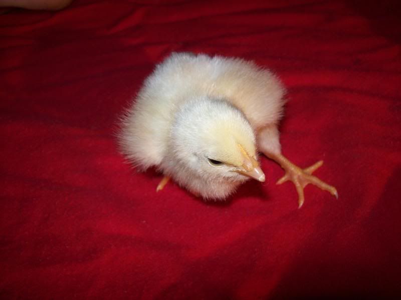 buildingandchicks060.jpg