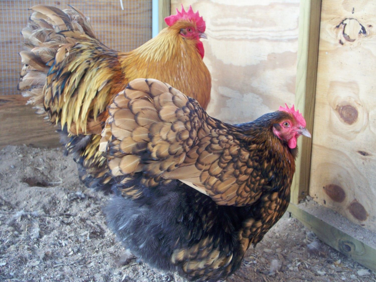 400x300px-LL-f32153d1_chickenpics012713008.jpeg
