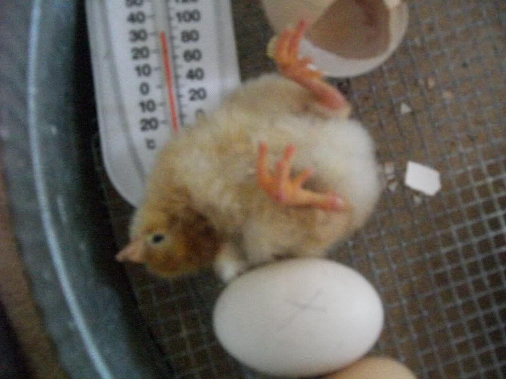 ChickPicks004.jpg