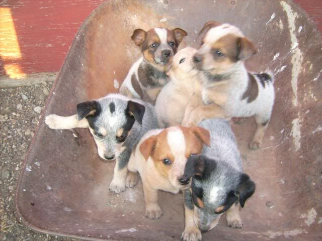 puppypics084.jpg