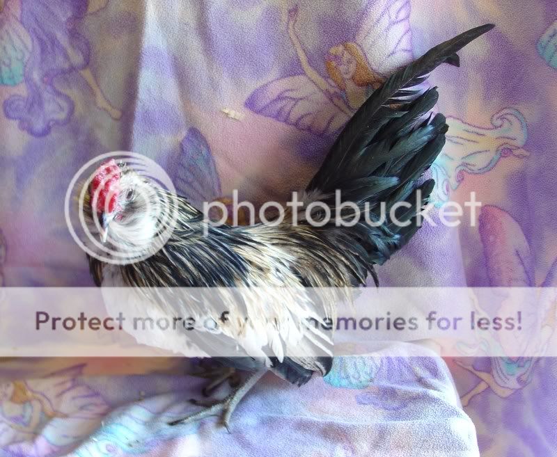 moresalebirds031.jpg