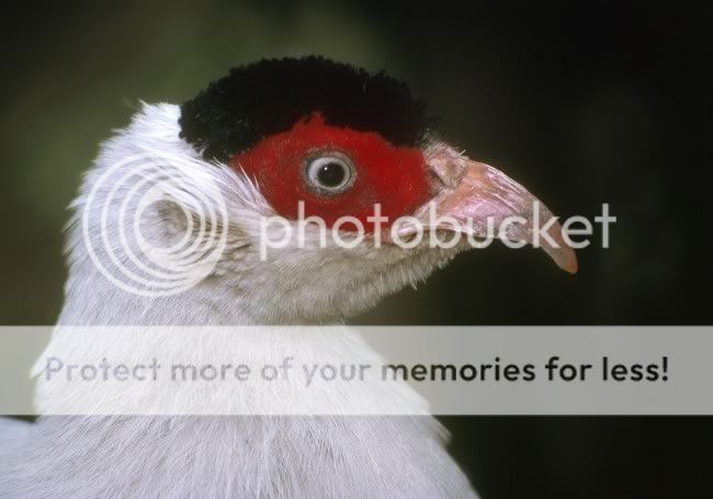 WhiteEaredEarCoverts.jpg