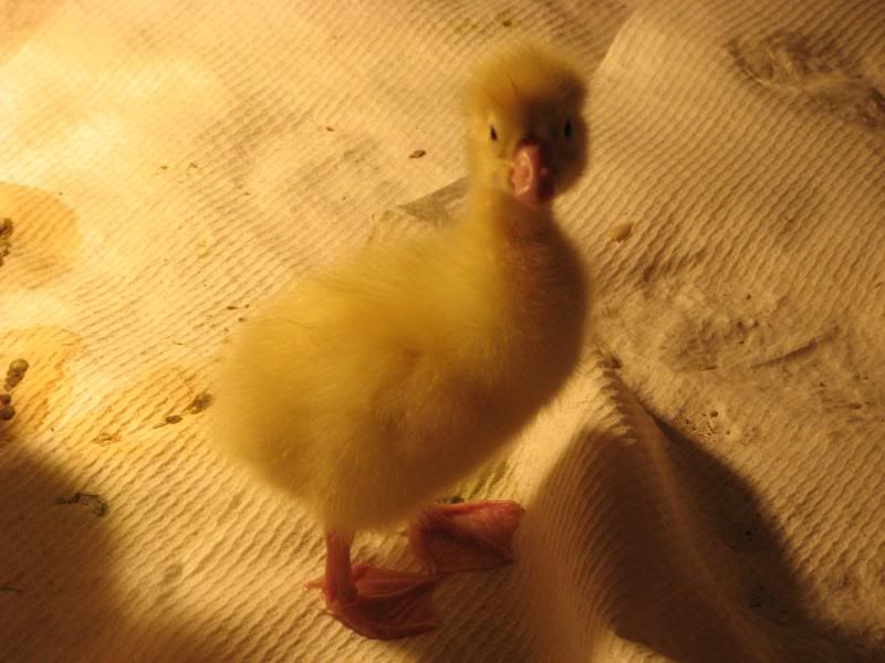 Goslings017.jpg