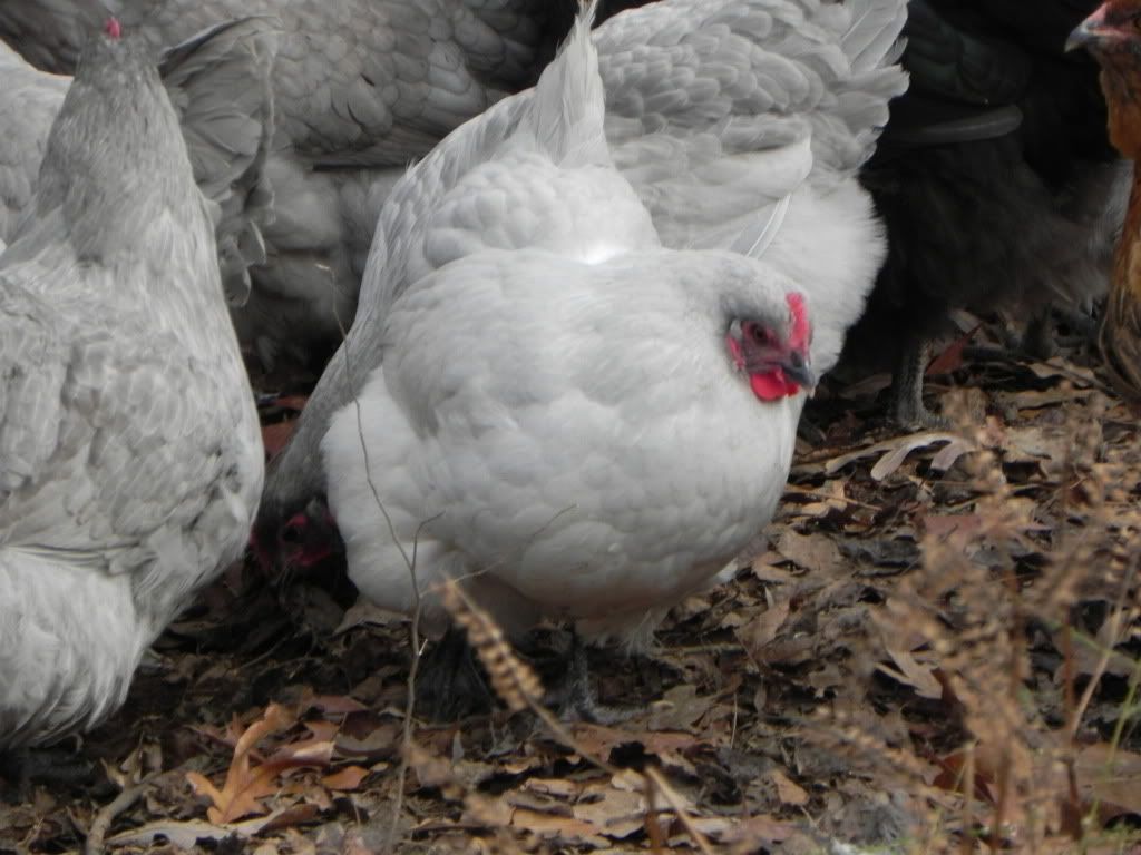 DSCN2664.jpg