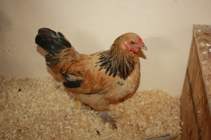 Chickens2030.jpg