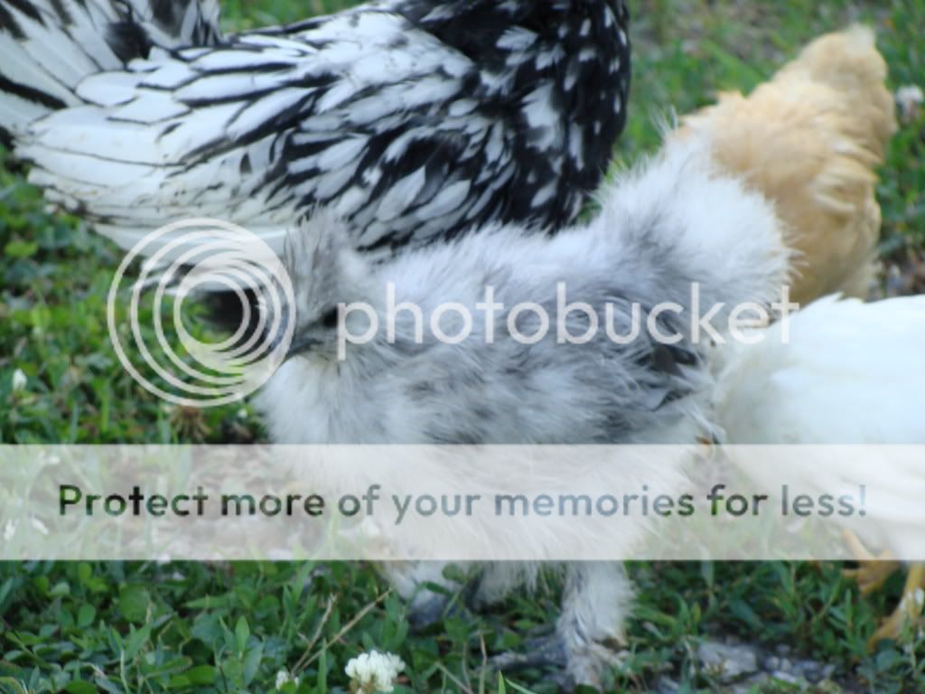 ChickPicks2013.jpg
