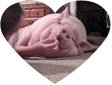 pig-lorna-mills.gif