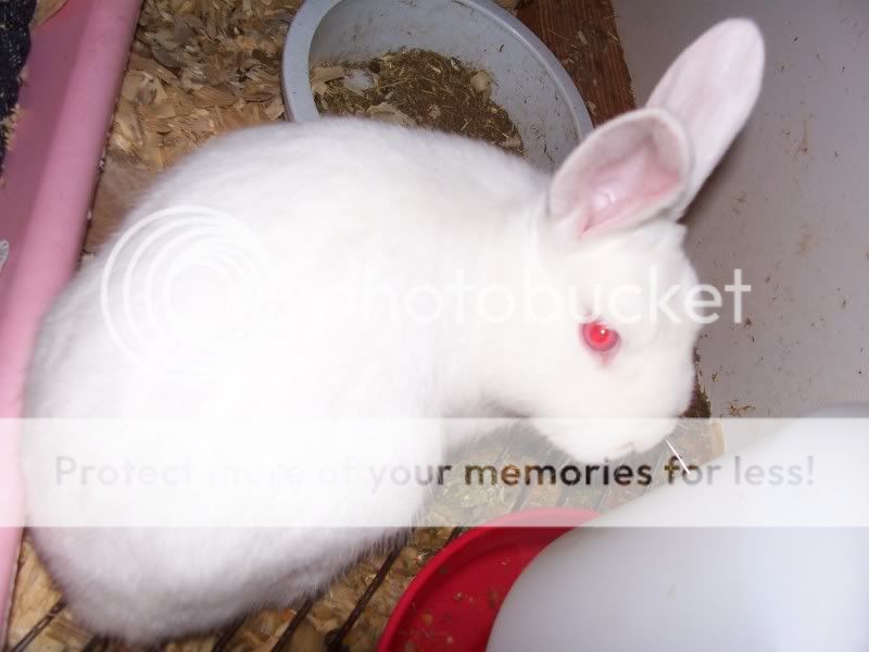 100_2330.jpg
