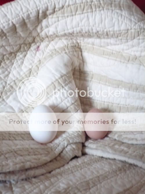 firsteggcomparestoreegg.jpg