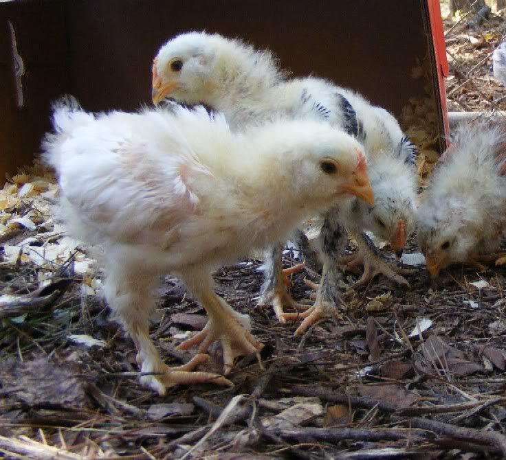 Chicks101809003.jpg