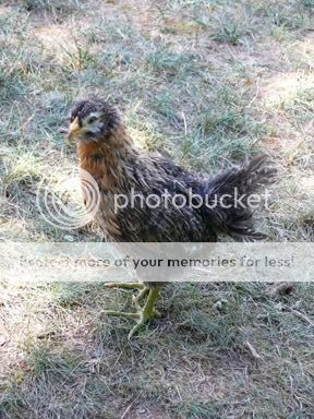 MoneyPenny8wks.jpg