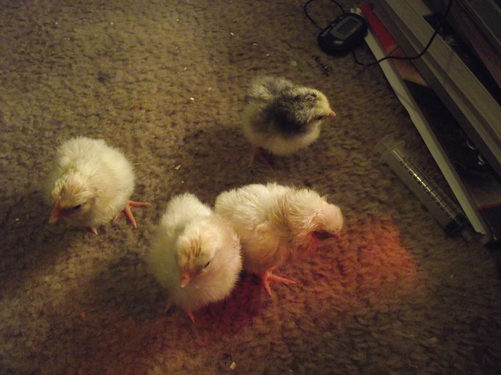 NewChicks.jpg