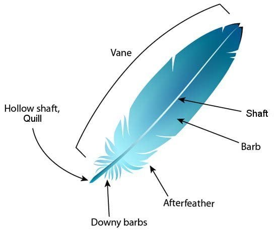 2c305da7_featheranatomy.jpeg