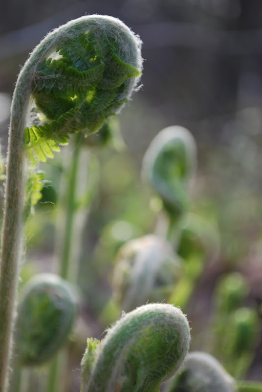 Fiddleheads.jpg