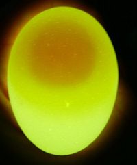 egg3.jpg